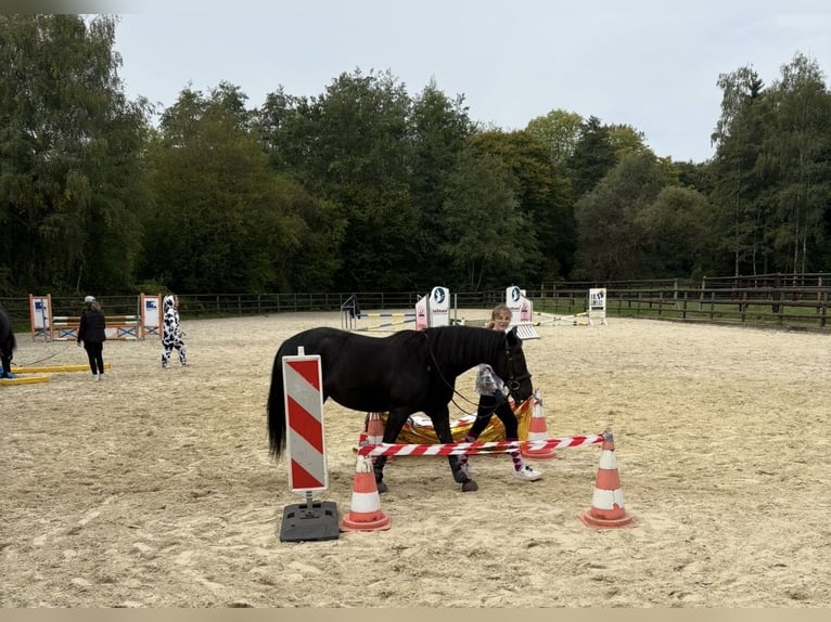 Poni alemán Yegua 14 años 153 cm Castaño oscuro in Hattingen