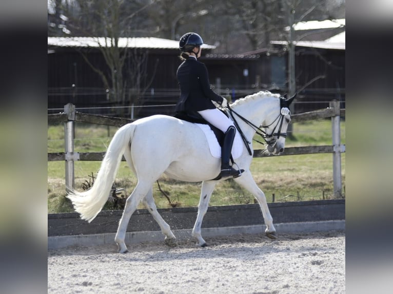 Poni alemán Yegua 14 años 154 cm Tordo in Harsdorf