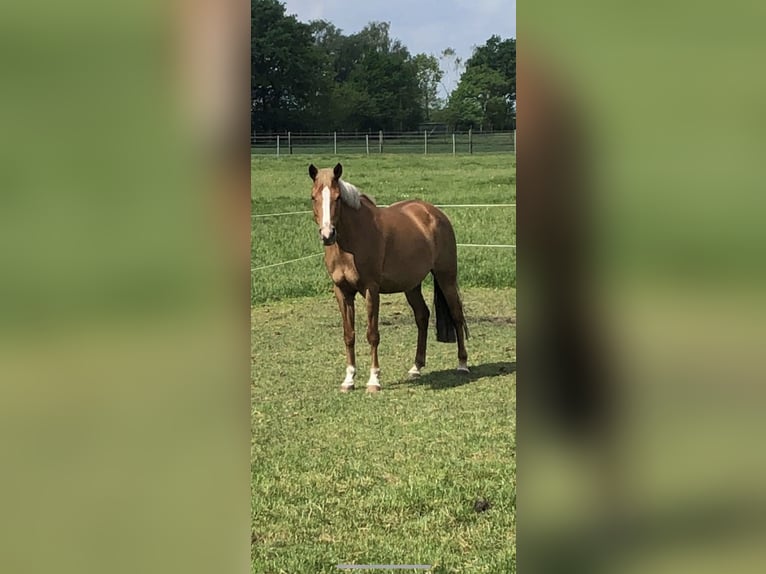 Poni alemán Yegua 14 años Alazán in Großenkneten