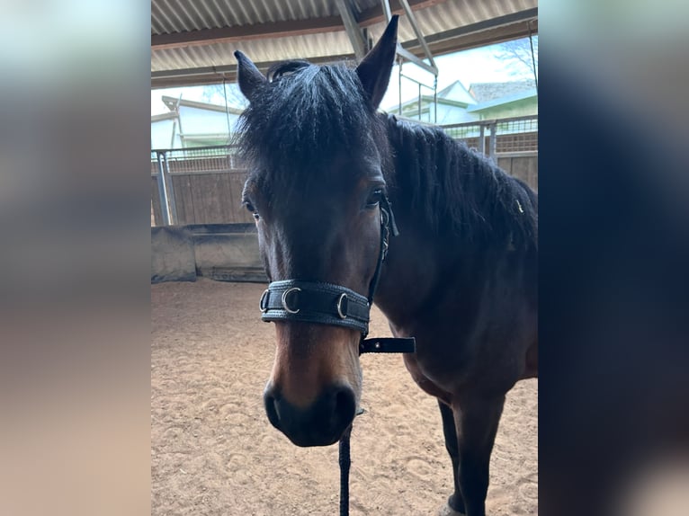 Poni alemán Yegua 15 años 140 cm Castaño oscuro in Adenbüttel