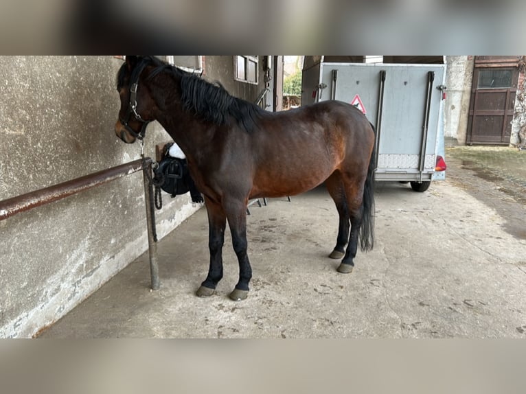 Poni alemán Yegua 15 años 140 cm Castaño oscuro in Adenbüttel
