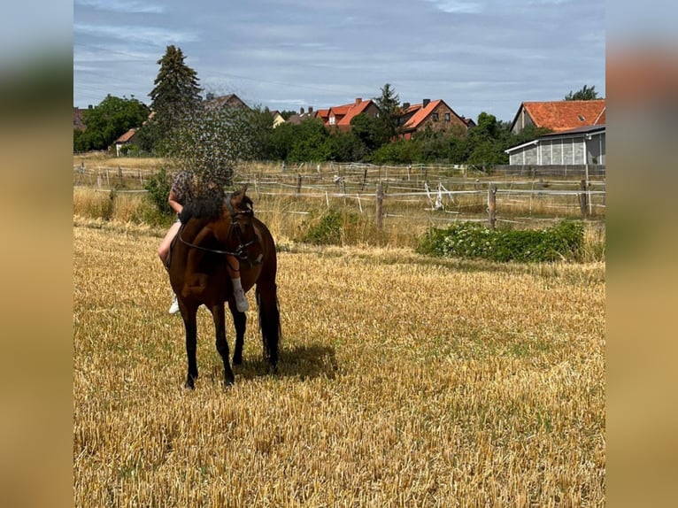 Poni alemán Yegua 15 años 140 cm Castaño oscuro in Adenbüttel