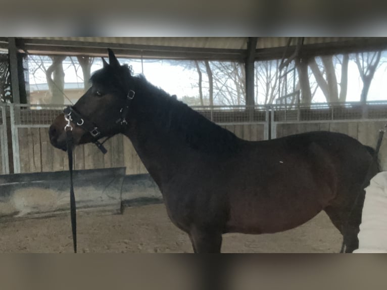 Poni alemán Yegua 15 años 140 cm Castaño oscuro in Adenbüttel