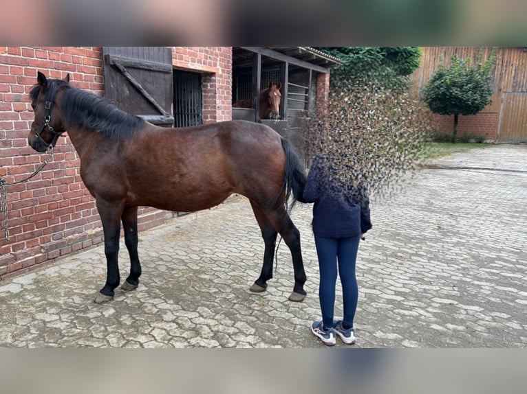 Poni alemán Yegua 15 años 140 cm Castaño oscuro in Adenbüttel