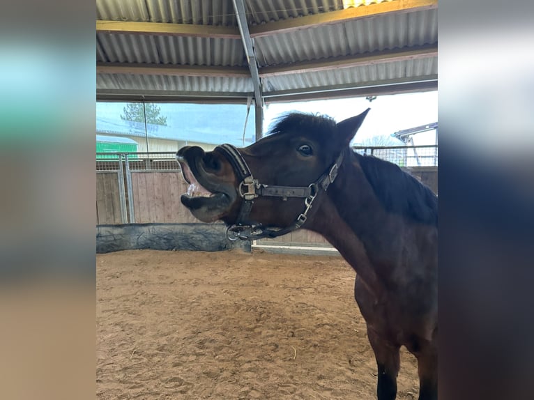 Poni alemán Yegua 15 años 140 cm Castaño oscuro in Adenbüttel
