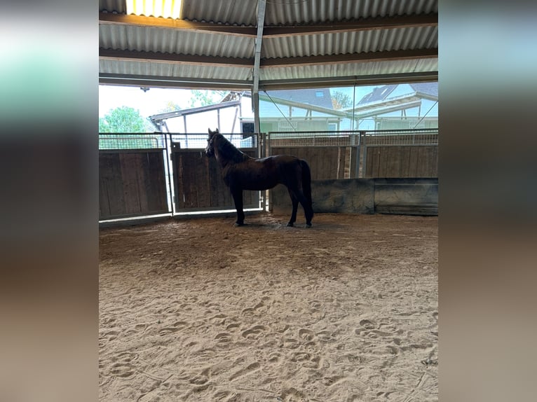 Poni alemán Yegua 15 años 140 cm Castaño oscuro in Adenbüttel