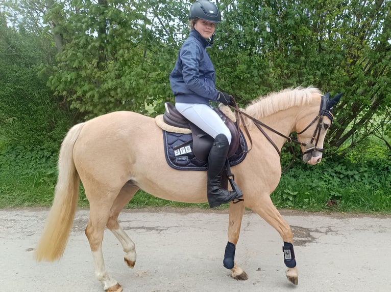 Poni alemán Yegua 15 años 143 cm Palomino in Marsberg