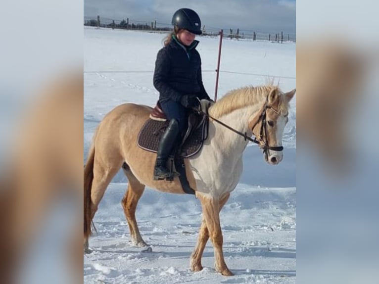 Poni alemán Yegua 15 años 143 cm Palomino in Marsberg