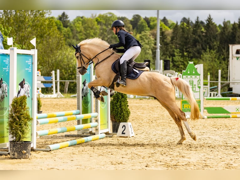 Poni alemán Yegua 15 años 143 cm Palomino in Marsberg