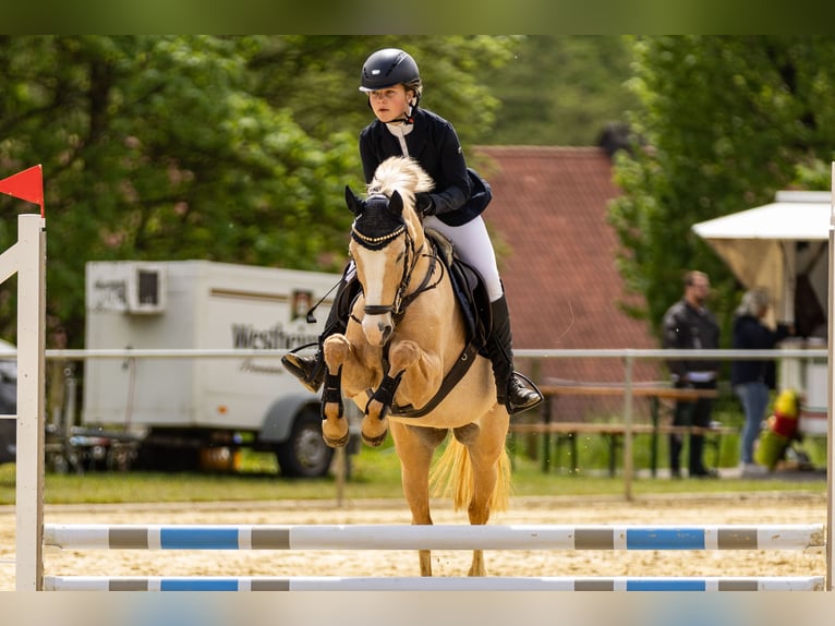 Poni alemán Yegua 15 años 143 cm Palomino in Marsberg