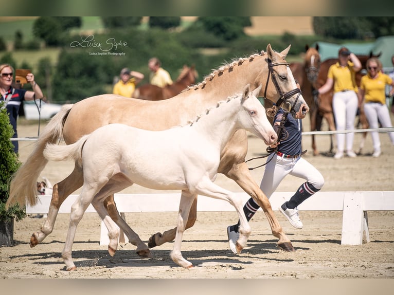 Poni alemán Yegua 15 años 143 cm Palomino in Marsberg