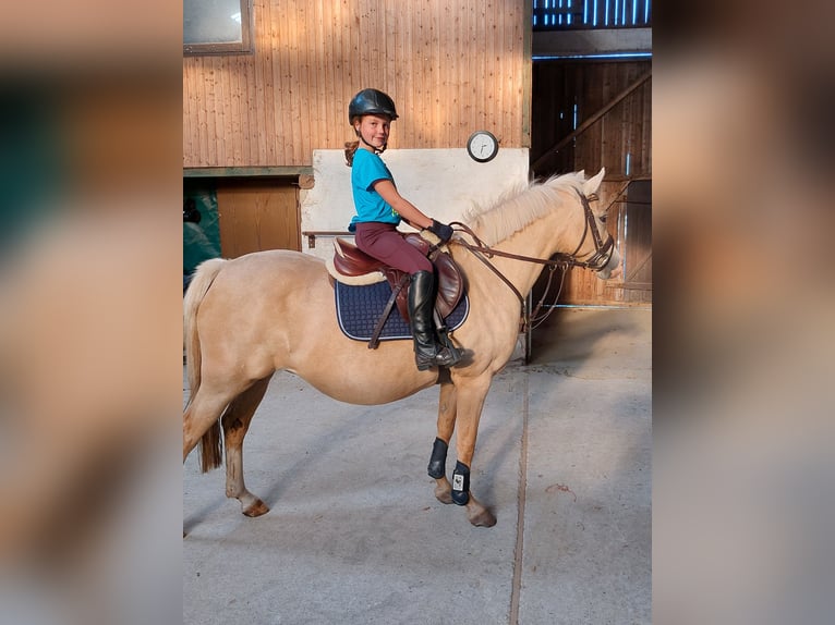 Poni alemán Yegua 15 años 143 cm Palomino in Marsberg