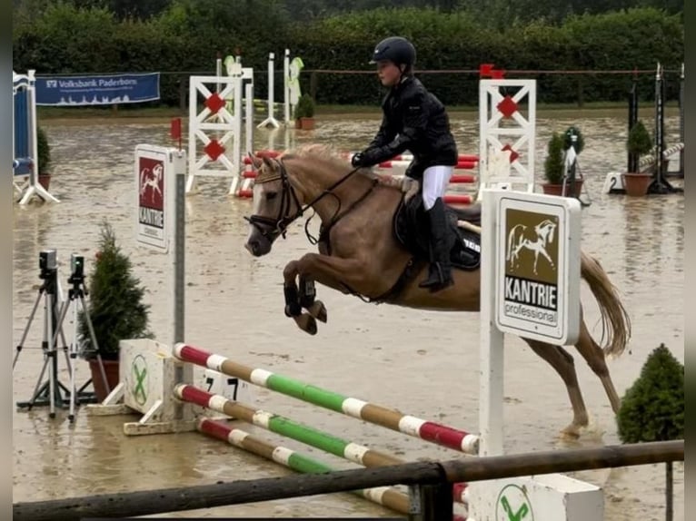 Poni alemán Yegua 15 años 143 cm Palomino in Marsberg
