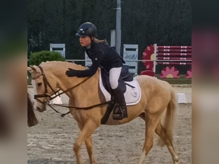 Poni alemán Yegua 15 años 143 cm Palomino in Marsberg