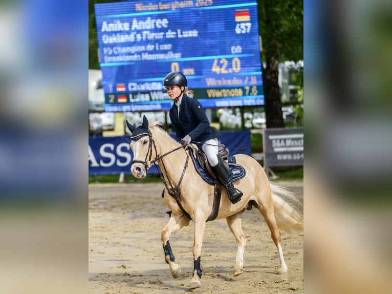 Poni alemán Yegua 15 años 143 cm Palomino in Marsberg