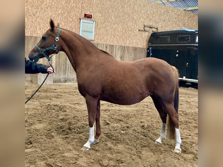 Poni alemán Yegua 15 años 144 cm Alazán in Rødekro
