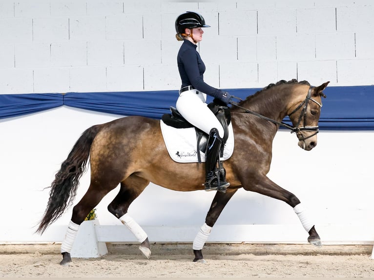 Poni alemán Yegua 15 años 144 cm Bayo in Marsberg