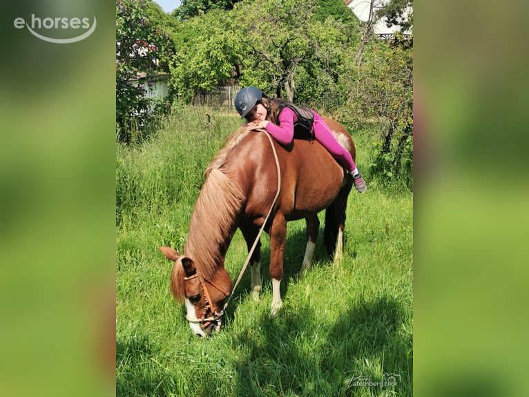 Poni alemán Yegua 15 años 145 cm Alazán in Radebeul