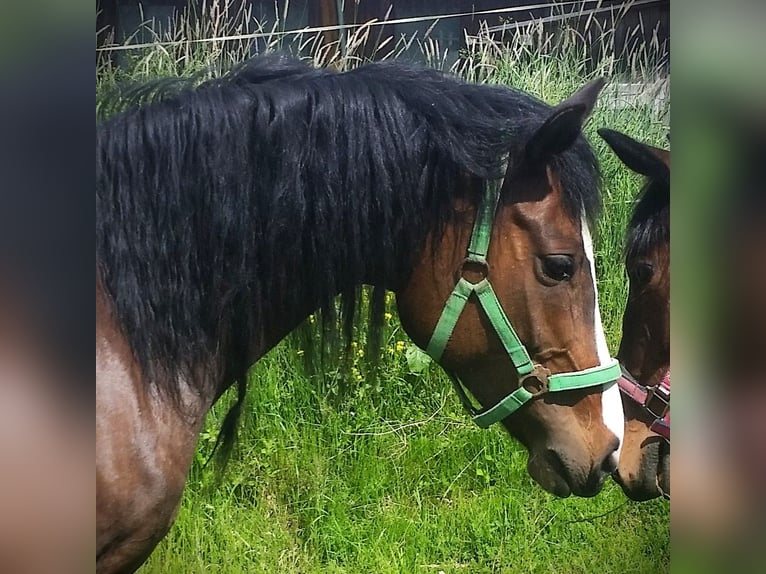 Poni alemán Yegua 15 años 145 cm Castaño in Altfraunhofen
