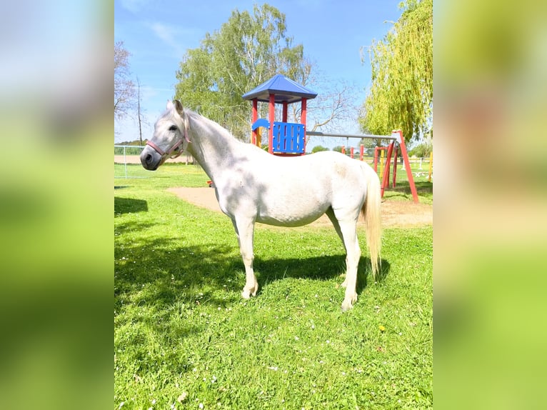 Poni alemán Yegua 15 años 145 cm Tordo in Stendal