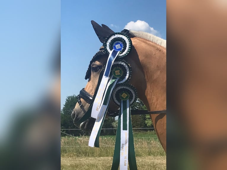 Poni alemán Yegua 15 años 146 cm Palomino in Nienburg (Weser)