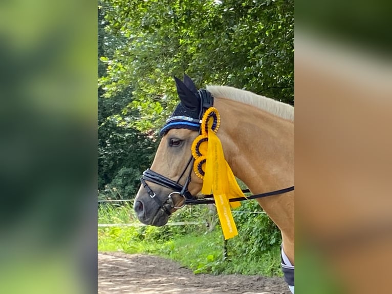 Poni alemán Yegua 15 años 146 cm Palomino in Nienburg (Weser)