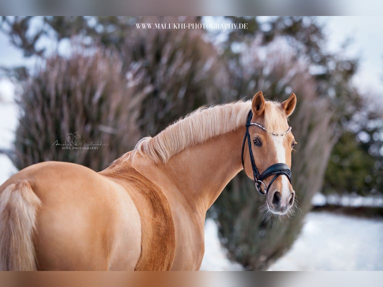 Poni alemán Yegua 15 años 146 cm Palomino in Höttingen