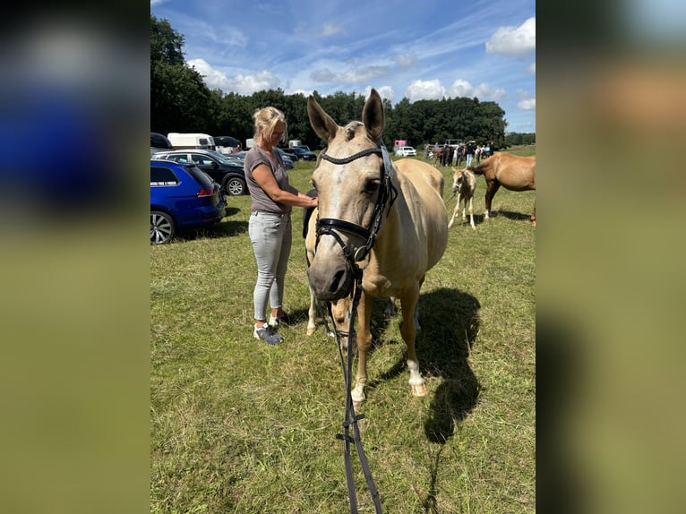 Poni alemán Yegua 15 años 146 cm Palomino in Born a. Darß