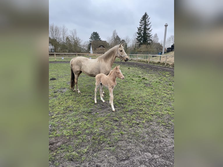 Poni alemán Yegua 15 años 146 cm Palomino in Born a. Darß