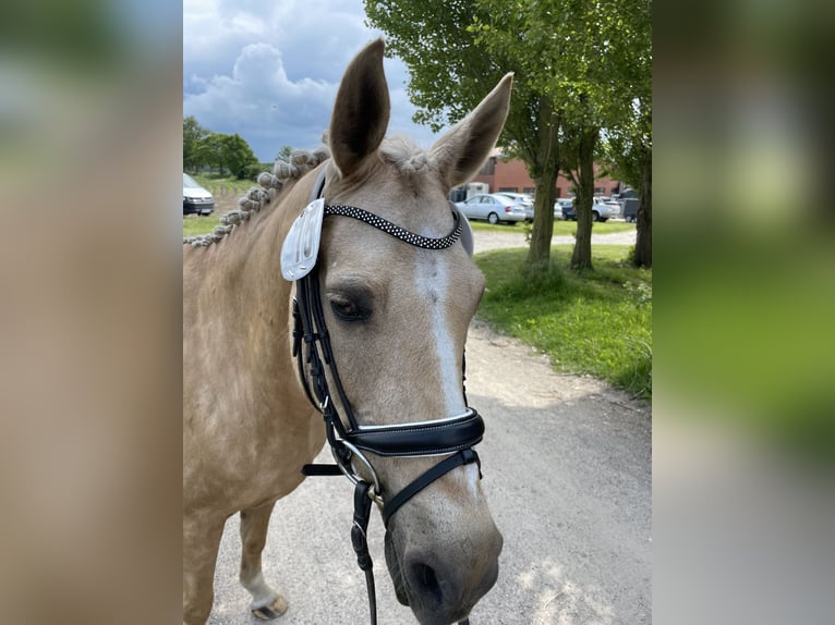 Poni alemán Yegua 15 años 146 cm Palomino in Born a. Darß