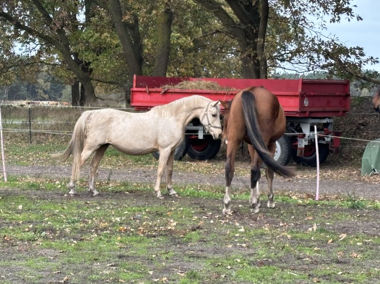 Poni alemán Yegua 15 años 146 cm Palomino in Born a. Darß