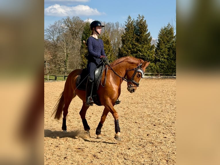 Poni alemán Yegua 15 años 147 cm Alazán in Vierkirchen