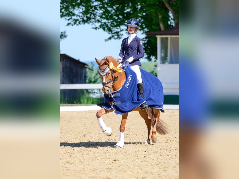 Poni alemán Yegua 15 años 147 cm Alazán in Vierkirchen