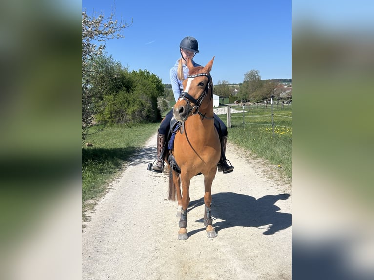 Poni alemán Yegua 15 años 147 cm Alazán in Vierkirchen