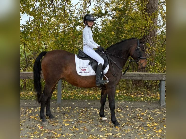 Poni alemán Yegua 15 años 148 cm Castaño oscuro in Süderlügum Poni alemán Yegua 15 años 148 cm Castaño oscuro in Süderlügum