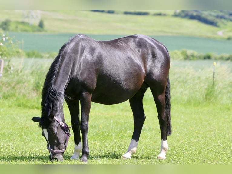 Poni alemán Yegua 15 años 148 cm Negro in Hameln