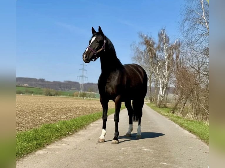Poni alemán Yegua 15 años 148 cm Negro in Hameln