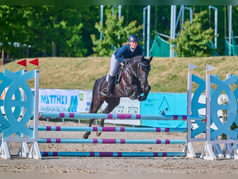 Poni alemán Yegua 15 años 148 cm Negro in Hilgermissen