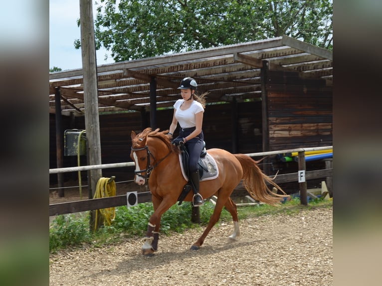 Poni alemán Yegua 15 años 150 cm Alazán in Thedinghausen