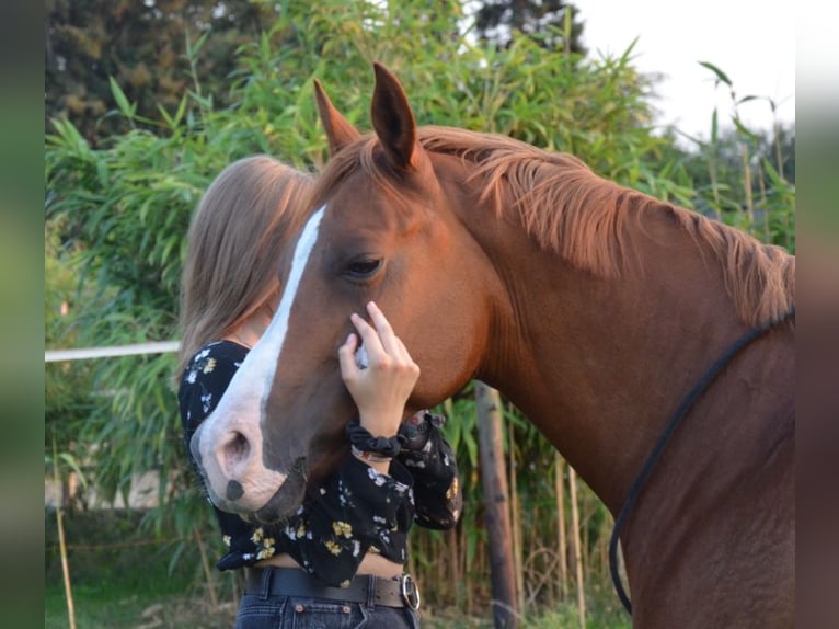 Poni alemán Yegua 15 años 150 cm Alazán in Thedinghausen