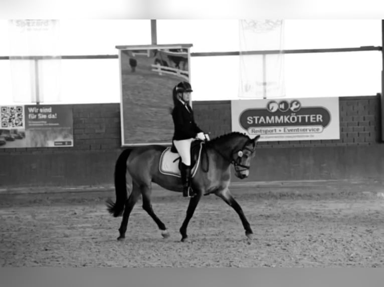 Poni alemán Yegua 15 años 150 cm Bayo in Rietberg