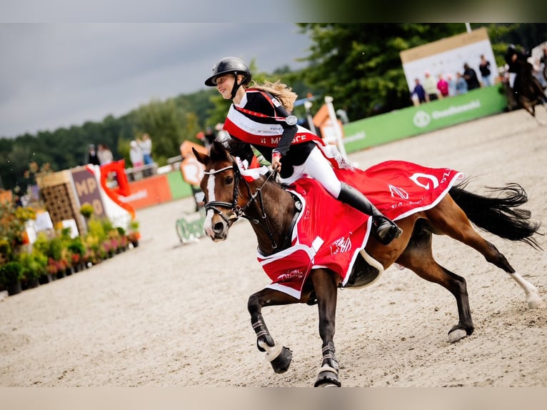 Poni alemán Yegua 16 años 138 cm Castaño rojizo in Warszawa