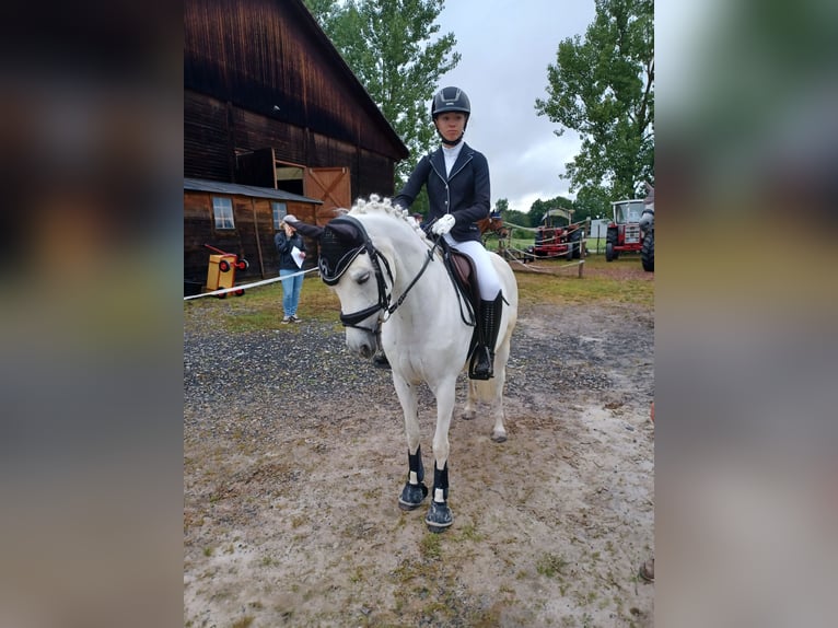 Poni alemán Yegua 16 años 138 cm Tordo in Bad Rodach
