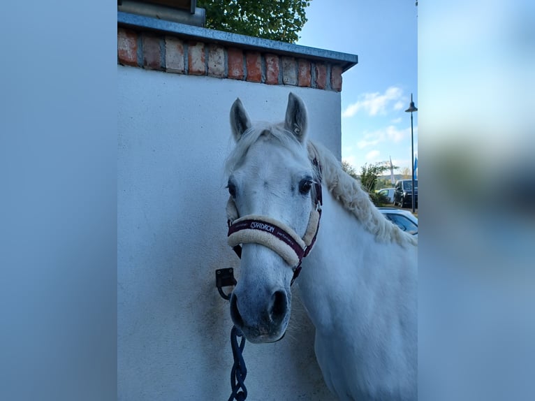 Poni alemán Yegua 16 años 138 cm Tordo in Bad Rodach