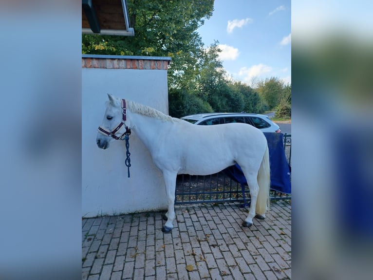 Poni alemán Yegua 16 años 138 cm Tordo in Bad Rodach