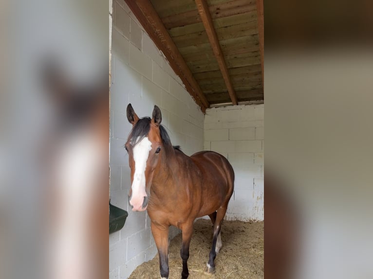 Poni alemán Yegua 16 años 139 cm Castaño in Wetzlar