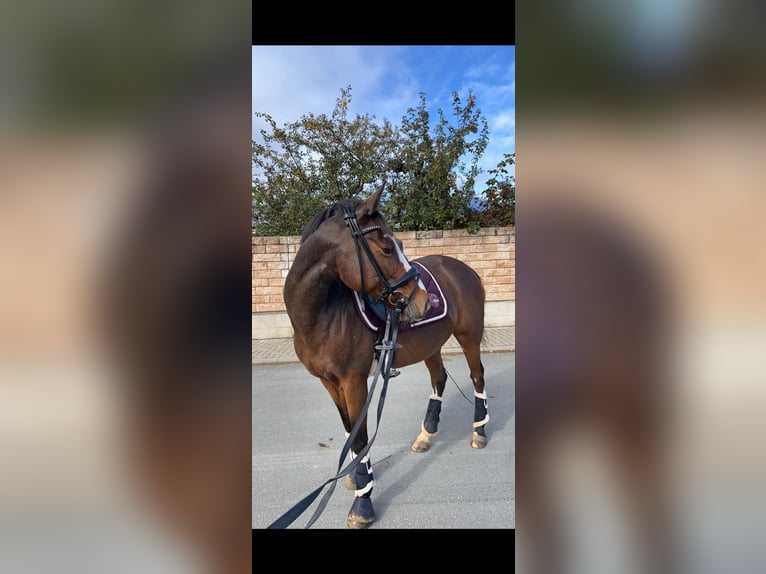 Poni alemán Yegua 16 años 139 cm Castaño in Wetzlar