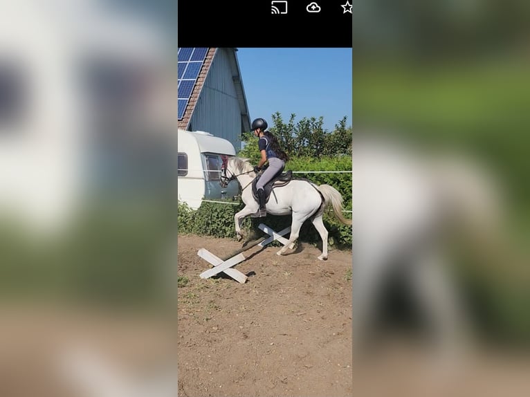 Poni alemán Yegua 16 años 140 cm Tordo in Bergatreute