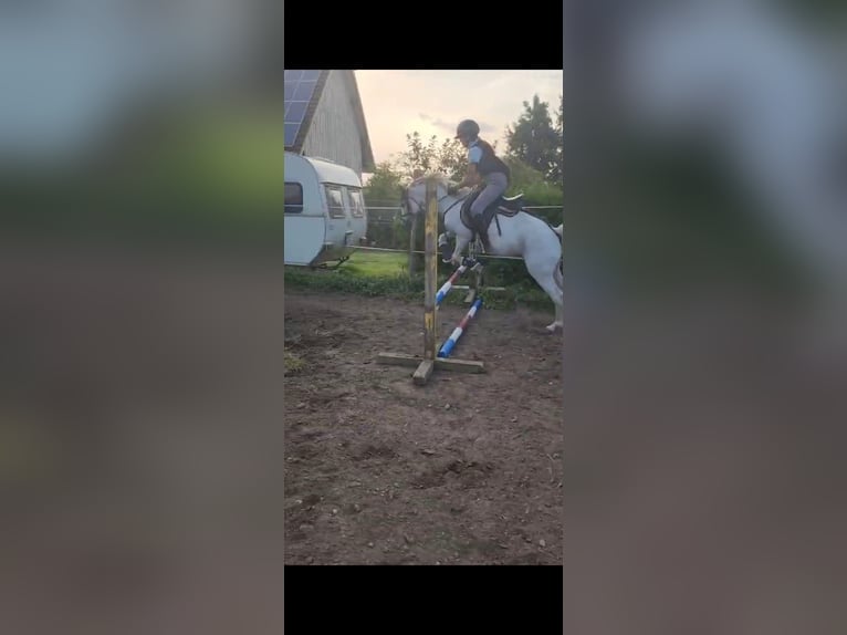 Poni alemán Yegua 16 años 140 cm Tordo in Bergatreute