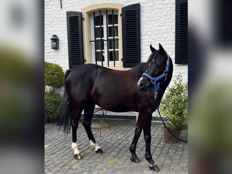 Poni alemán Yegua 16 años 144 cm Negro in Köln
